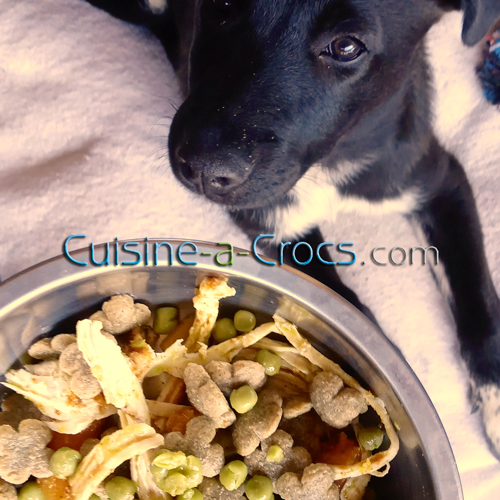 coaching croissance chiot